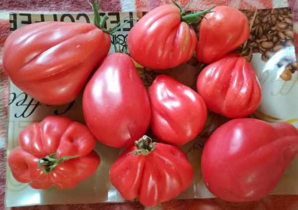 Крупноплодный сорт помидор Инжир – отличный выбор для дачной грядки